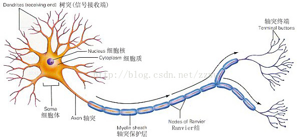 机器学习与神经网络